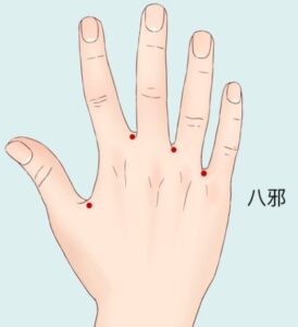 八邪は手の甲側、指と指の間にあるツボです。
具体的には、手を軽く握ったときにできる指の付け根の水かき部分に位置します。
・親指と人差し指の間
・人差し指と中指の間
・中指と薬指の間
・薬指と小指の間
左右それぞれ4か所、合計8か所あります。
八邪は「奇穴」と呼ばれる経穴で、古くから手指の症状に対して使用されてきました。
八邪はどんな時に使われる?
東洋医学では、八邪は手指のこわばりや腫れ、動かしにくさなどに対して用いられてきたツボです。
特に次のようなお悩みで知られています。
・朝起きると指がこわばる
・手を使った後に疲れを感じる
・指の曲げ伸ばしがしにくい
・手の冷えや重だるさが気になる
・指の付け根に違和感がある
ただし、八邪への刺激だけで、これらの症状が必ず改善するわけではありません。
症状の原因や身体の状態に応じて適切な対応を選ぶことが大切です。
手指のこわばりにはどんな原因がある?
手指のこわばりは、単なる疲労だけでなく、さまざまな原因で起こります。
例えば、パソコン操作やスマートフォン、家事などで手を繰り返し使用すると、筋肉や腱に負担がかかる場合があります。
一方、次のような疾患が関係していることもあります。
・ばね指
指の曲げ伸ばしで引っかかりや痛みが生じることがあります。
・腱鞘炎
手指や手首を動かす際に痛みが出る場合があります。
・手根管症候群
親指から薬指の一部にかけて、しびれなどが現れることがあります。
・関節リウマチ
朝のこわばりや複数の関節の腫れ、痛みなどが現れる場合があります。
症状が続く場合は、ツボ押しだけで対処せず、医療機関で原因を確認することが重要です。